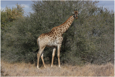 girafe 2.jpg