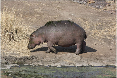 hippo 2.jpg