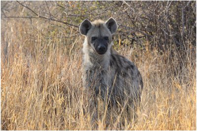 hyene -  hyena.jpg