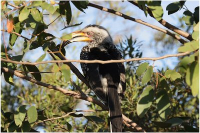 calao bec jaune - yellowbilled hornbill.jpg