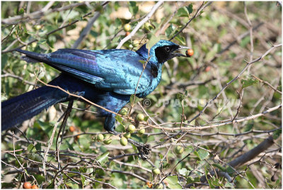 etourneau de burchell - burchells starling.jpg