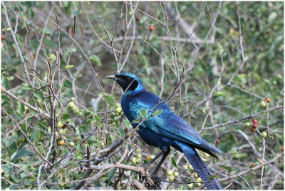 etourneau de burchell - burchells starling.jpg