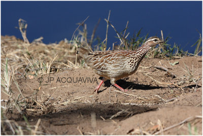 francolin.jpg