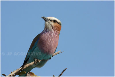 rollier a longs brins -  lilac-breasted roller