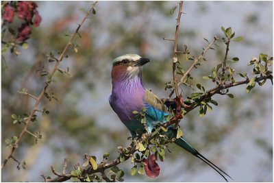 rollier a longs brins - lilac-breasted roller