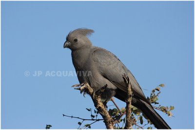 touraco concolor  -  grey lourie.jpg