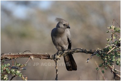 touraco concolor -  grey lourie.jpg