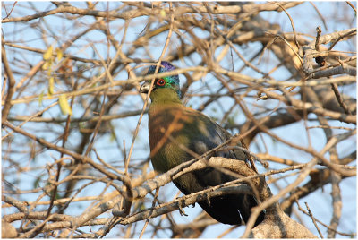 touraco pourpre - purplecrested lourie