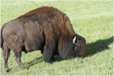 bison 4.JPG