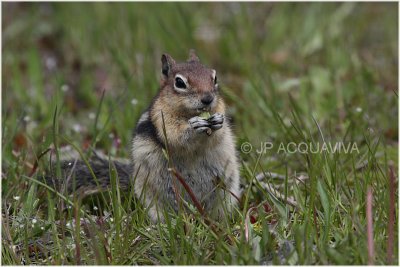 ecureuil dor           golden squirrel.JPG