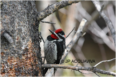 pic a nuque rouge - rednaped sapsucker.JPG
