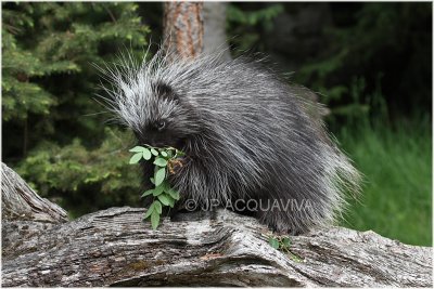 porc epic 5        porcupine.JPG