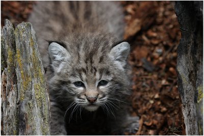 bb lynx roux 1  -   baby bobcat.JPG