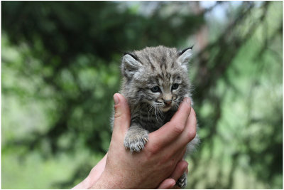 bb lynx roux  -   baby bobcat.JPG