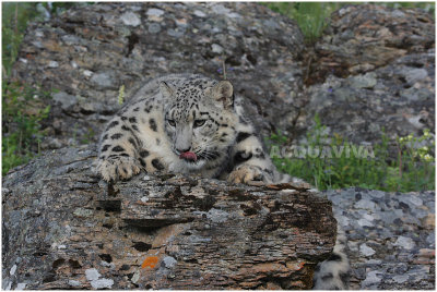 panthre des  neiges 1 -   snow leopard.JPG