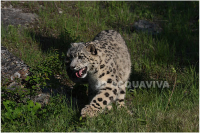 panthre des neiges 6 -  snow leopard.JPG