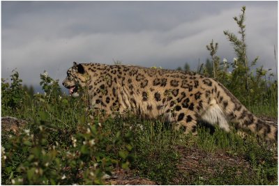 panthre des neiges 7 snow leopard.JPG