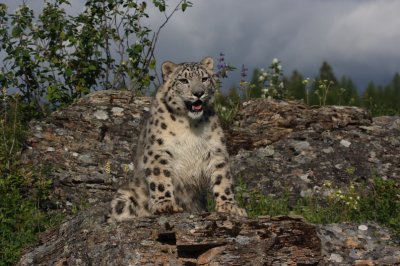 panthre des neiges 8 -  snow leopard.JPG