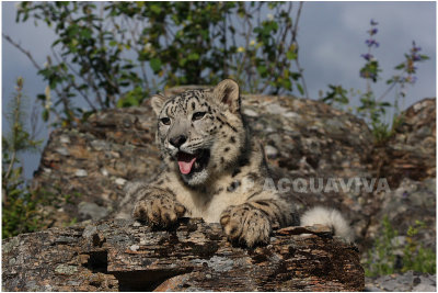 panthre des neiges 9 -  snow leopard.JPG