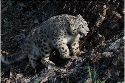 panthre des neiges 15 -   snow leopard.JPG