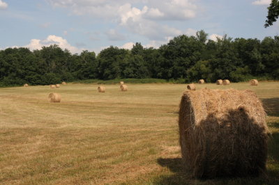 foins -  hay