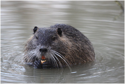 ragondin -  nutria 3.jpg