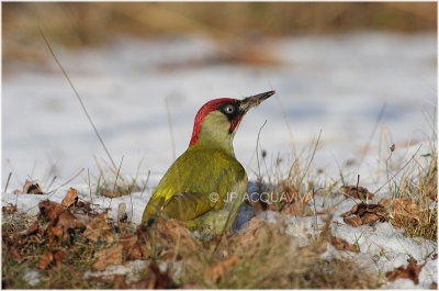 pic vert - green woodpecker