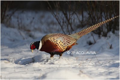 faisan de colchide - common pheasant 6.jpg