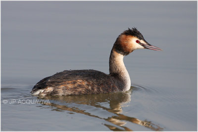 Grbe hupp - great crested grebe