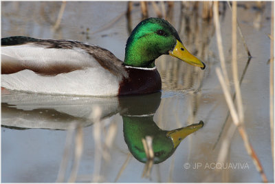 Canard colvert mle - mallard duck