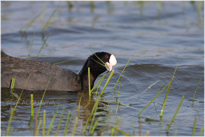 foulque macroule - common coot