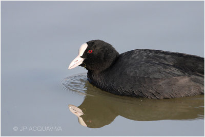 foulque macroule - common coot