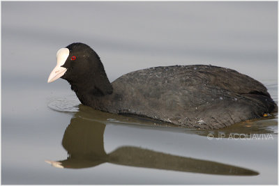 foulque macroule - common coot