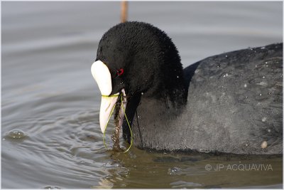 foulque macroule - common coot