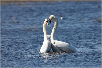 cygne tuberculé parade nuptiale - mute swan