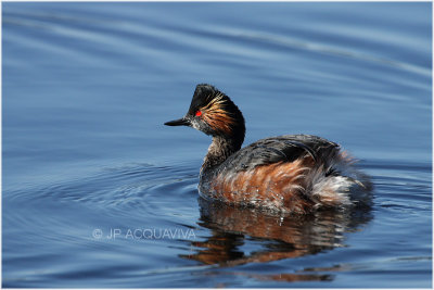 grebe a cou noir  -    black necked grebe