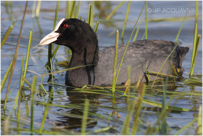 foulque macroule - common coot