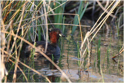 grèbe castagneux - little grebe