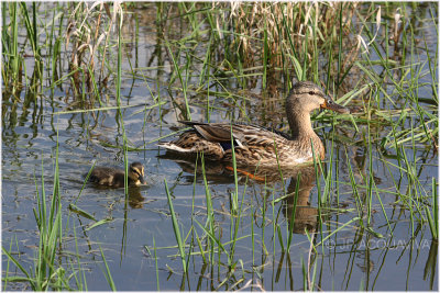 cane colvert et petit -  mallard duck