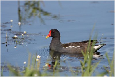 poule d'eau - common moorhen 5.JPG