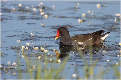 poule d'eau - common moorhen 7.JPG