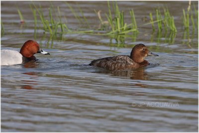 fuligule miloin mle et femelle - common pochard