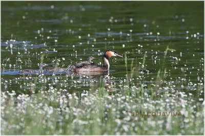 Grbe hupp et petits - great crested grebe