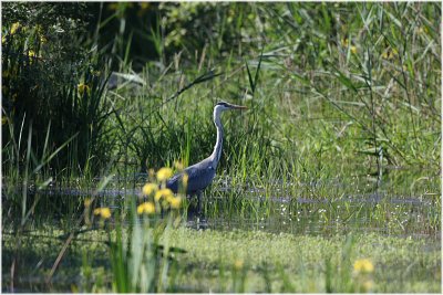 héron cendré - grey heron