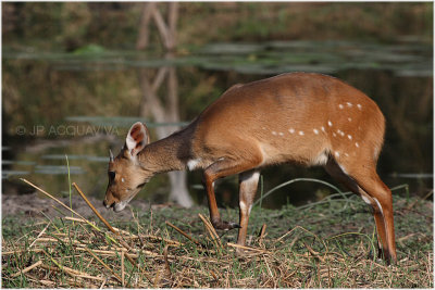 guib harnach -  bushbuck 3.jpg