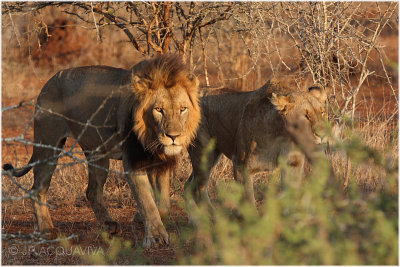 lions amoureux -  lions in love 1.jpg