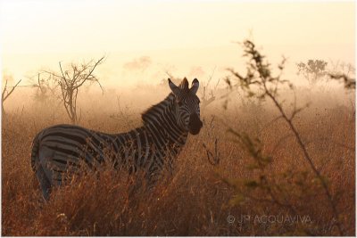 zebre  l'aube -  zebra at dawn.jpg