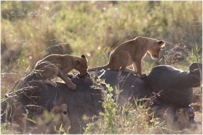 lions scavenging a rhino.jpg