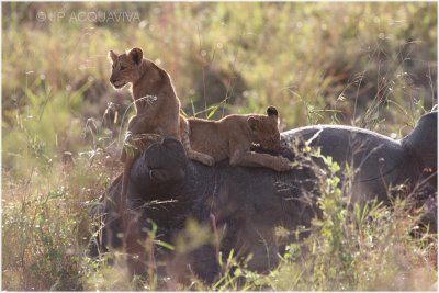 lions scavenging a rhino 2.jpg