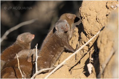 mangouste naine -  dwarf mongoose.jpg